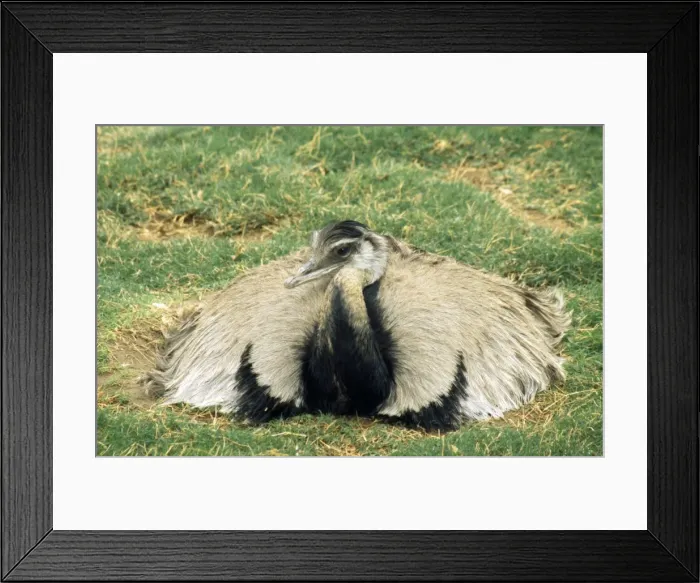 Framed Print : Picture No. 10853045 Framed Print : Picture No. 10853045
