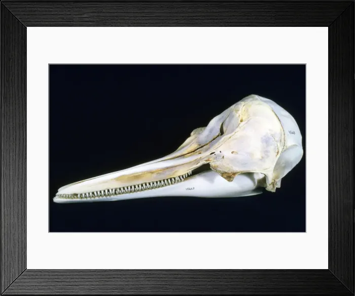 Framed Print : Picture No. 10853039 Framed Print : Picture No. 10853039