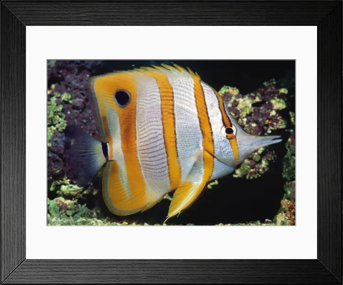 Framed Print : Picture No. 10852956 Framed Print : Picture No. 10852956