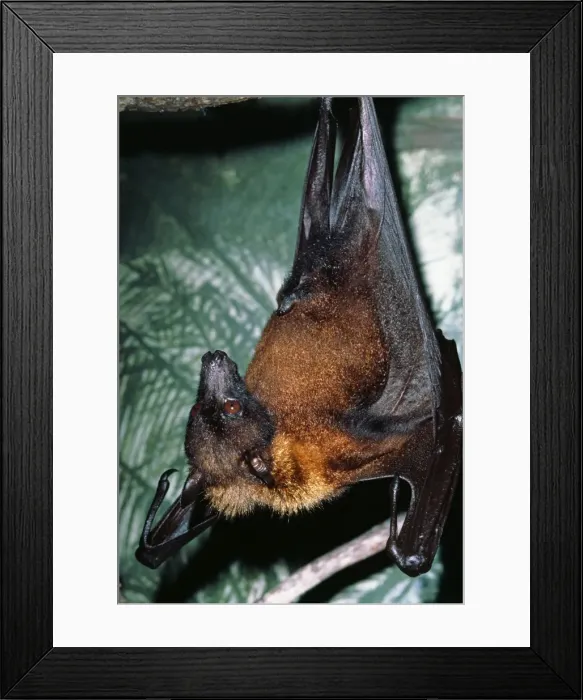 Framed Print : Picture No. 10853014 Framed Print : Picture No. 10853014