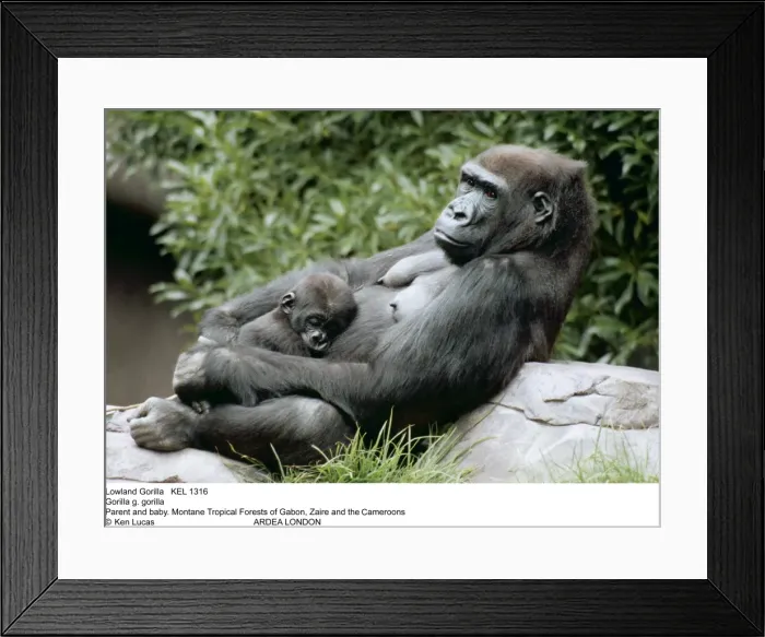 Framed Print : Picture No. 10853059 Framed Print : Picture No. 10853059