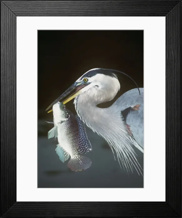 Framed Print : Picture No. 10853054 Framed Print : Picture No. 10853054