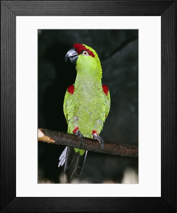 Framed Print : Picture No. 10853051