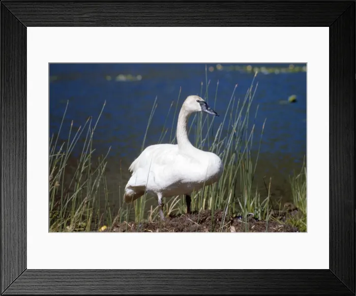 Framed Print : Picture No. 10853079 Framed Print : Picture No. 10853079