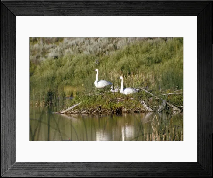 Framed Print : Picture No. 10853078 Framed Print : Picture No. 10853078