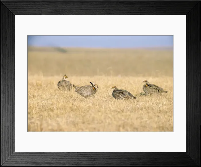 Framed Print : Picture No. 10853085 Framed Print : Picture No. 10853085