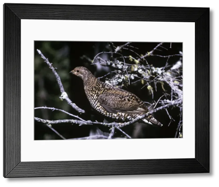 Framed Print : Picture No. 10853081 Framed Print : Picture No. 10853081