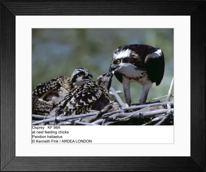 Framed Print : Picture No. 10853083 Framed Print : Picture No. 10853083
