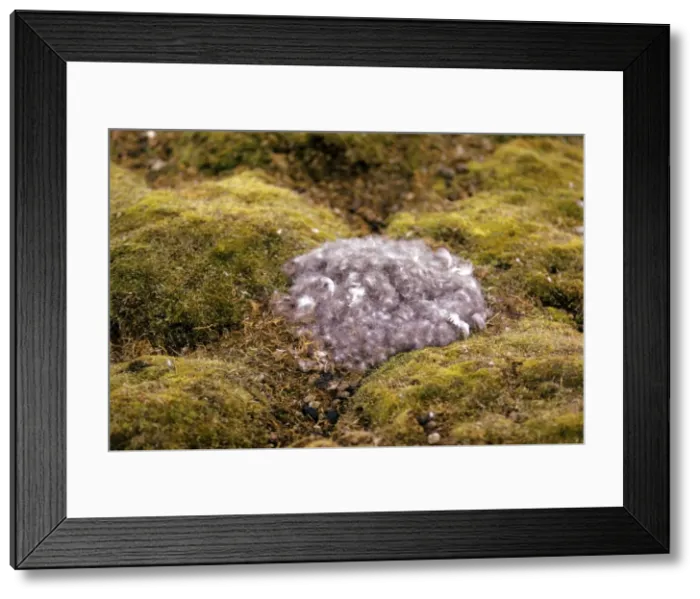 Framed Print : Picture No. 10853136 Framed Print : Picture No. 10853136