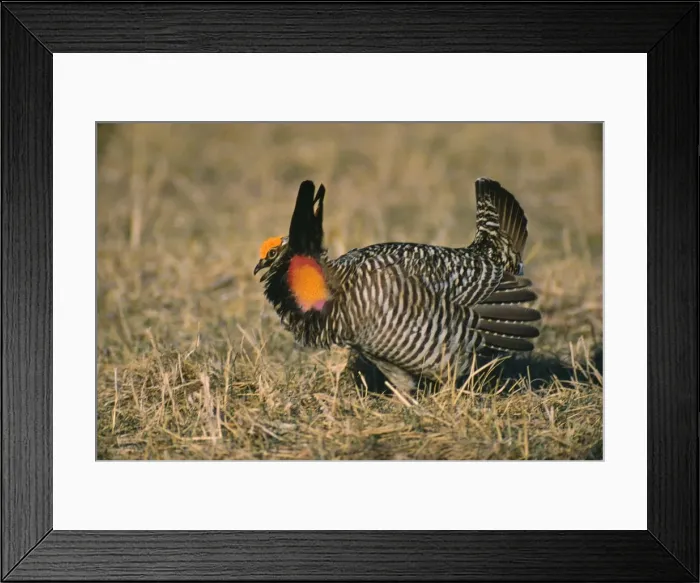 Framed Print : Picture No. 10853086 Framed Print : Picture No. 10853086