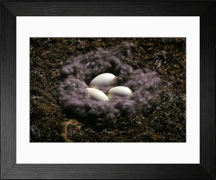 Framed Print : Picture No. 10853137 Framed Print : Picture No. 10853137