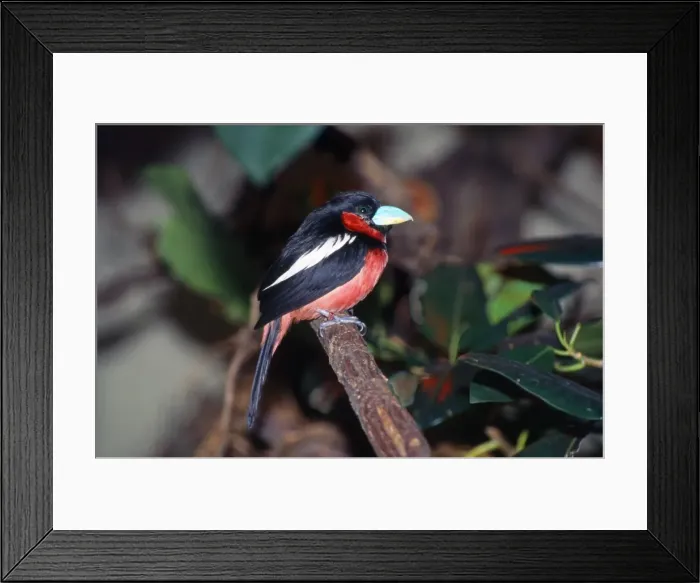 Framed Print : Picture No. 10853485 Framed Print : Picture No. 10853485