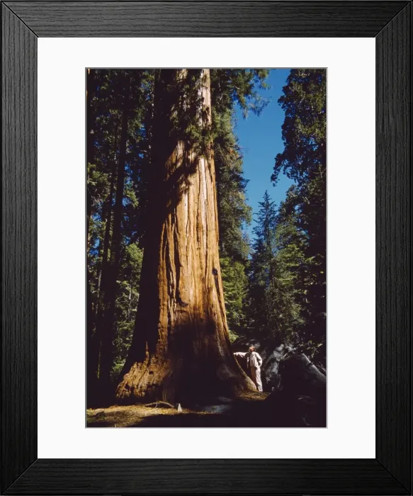 Framed Print : Picture No. 10853120 Framed Print : Picture No. 10853120