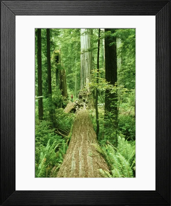 Framed Print : Picture No. 10853089 Framed Print : Picture No. 10853089