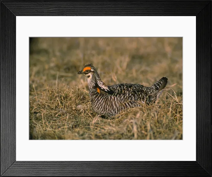 Framed Print : Picture No. 10853087 Framed Print : Picture No. 10853087