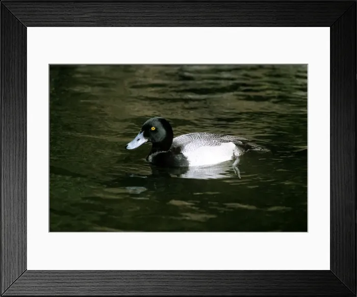 Framed Print : Picture No. 10853170 Framed Print : Picture No. 10853170