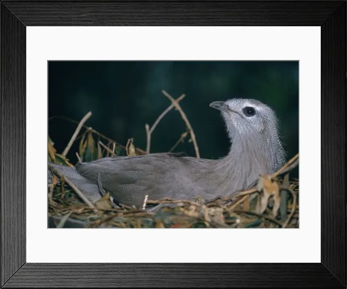 Framed Print : Picture No. 10853147 Framed Print : Picture No. 10853147