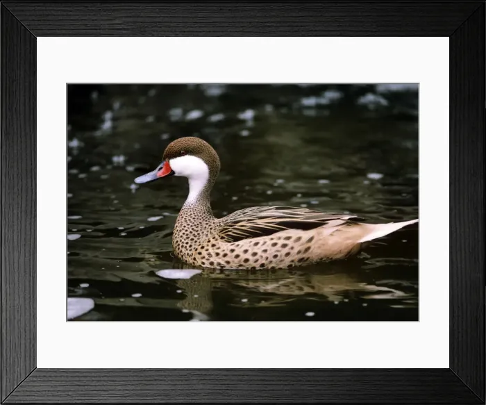 Framed Print : Picture No. 10853168 Framed Print : Picture No. 10853168