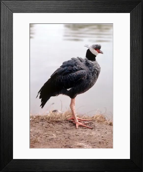 Framed Print : Picture No. 10853229 Framed Print : Picture No. 10853229
