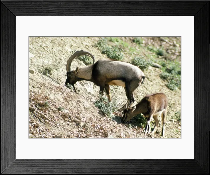 Framed Print : Picture No. 10853261 Framed Print : Picture No. 10853261