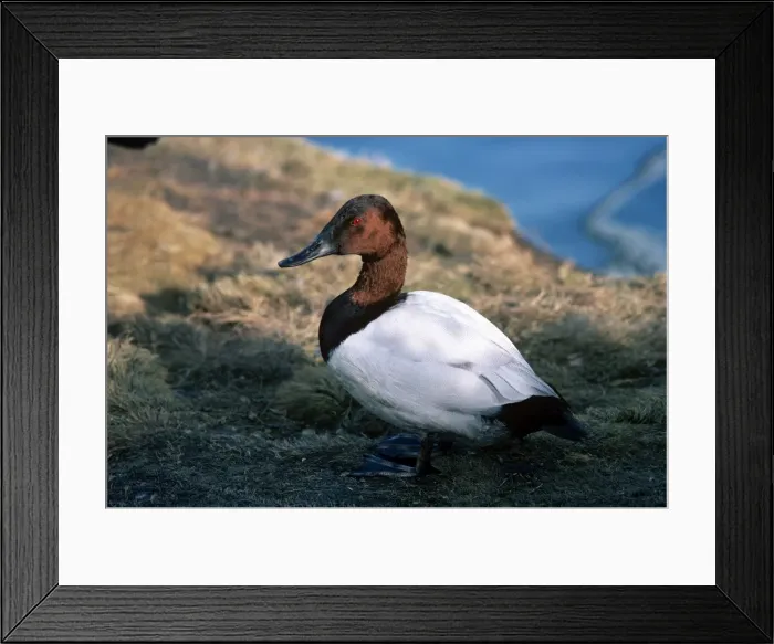 Framed Print : Picture No. 10853167 Framed Print : Picture No. 10853167