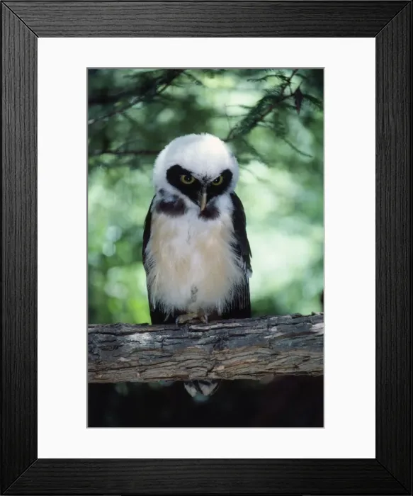 Framed Print : Picture No. 10853352 Framed Print : Picture No. 10853352