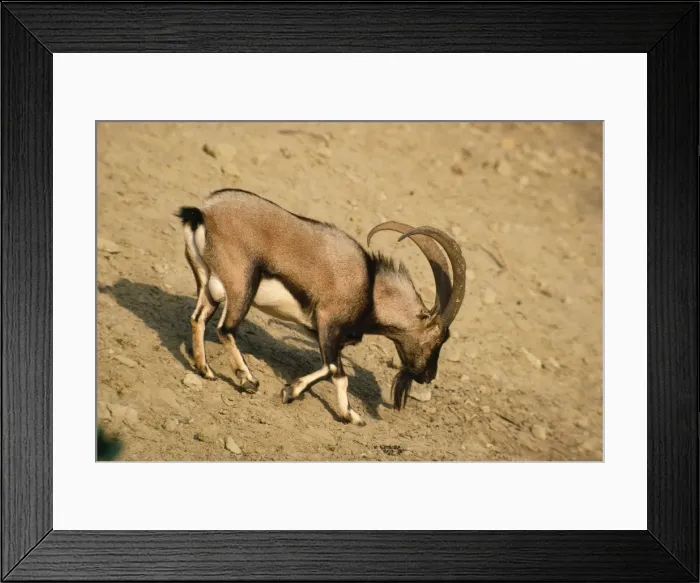 Framed Print : Picture No. 10853226 Framed Print : Picture No. 10853226