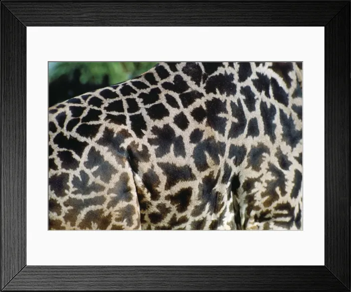Framed Print : Picture No. 10853356 Framed Print : Picture No. 10853356