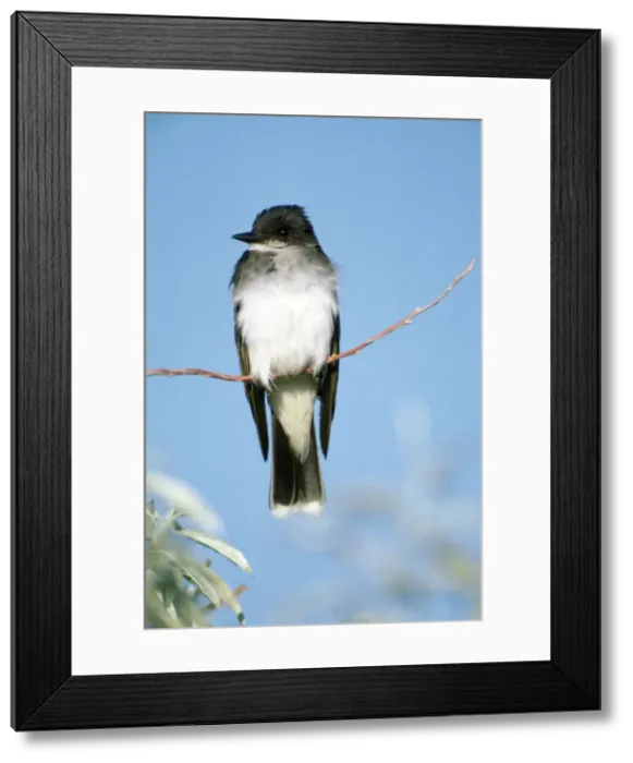 Framed Print : Picture No. 10853383 Framed Print : Picture No. 10853383