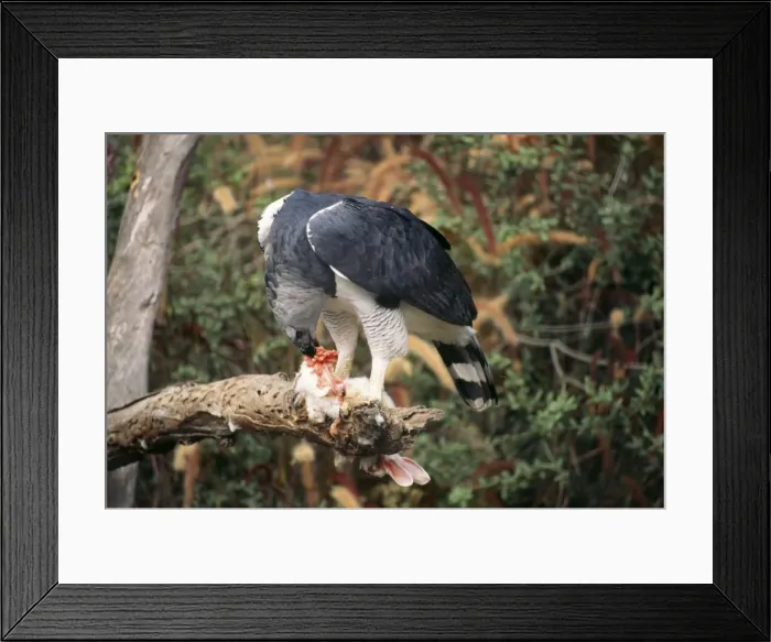 Framed Print : Picture No. 10853459 Framed Print : Picture No. 10853459