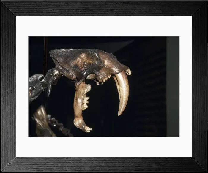 Framed Print : Picture No. 10853422 Framed Print : Picture No. 10853422