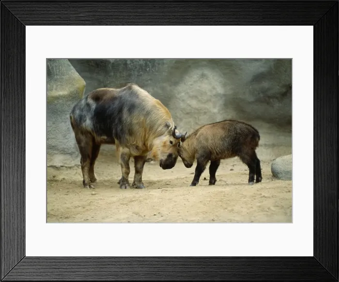 Framed Print : Picture No. 10853415 Framed Print : Picture No. 10853415