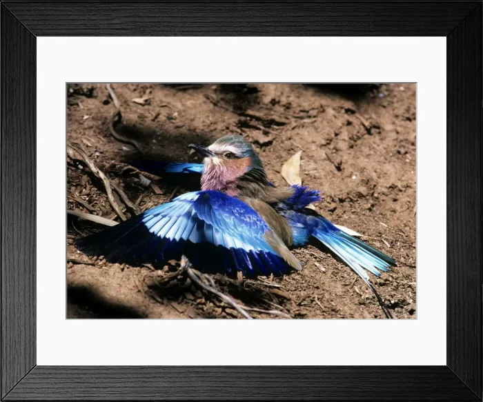 Framed Print : Picture No. 10853398 Framed Print : Picture No. 10853398