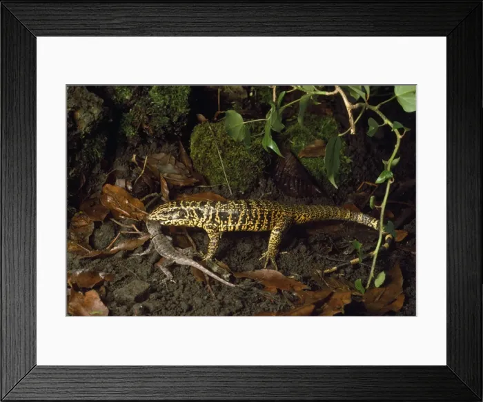 Framed Print : Picture No. 10853525 Framed Print : Picture No. 10853525