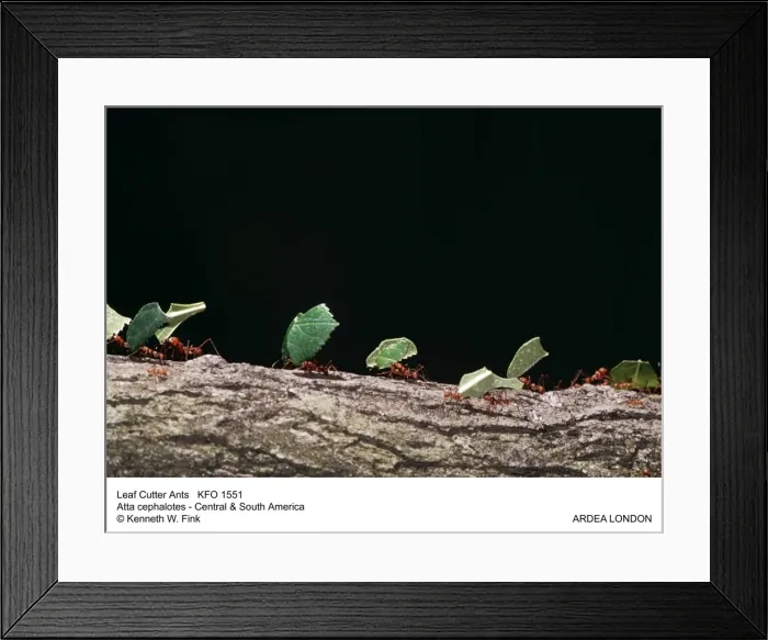 Framed Print : Picture No. 10853509 Framed Print : Picture No. 10853509