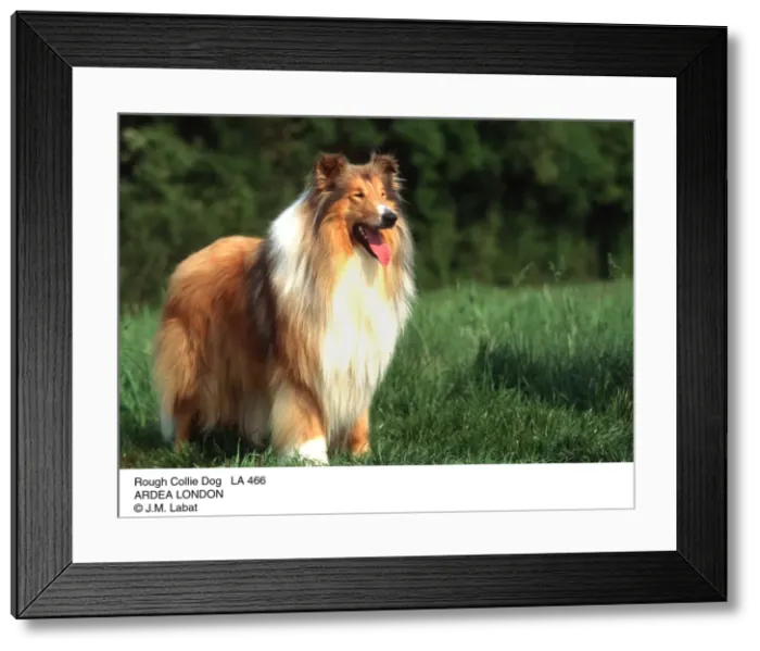 Framed Print : Picture No. 10853560 Framed Print : Picture No. 10853560