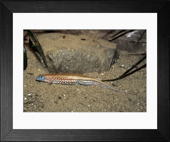 Framed Print : Picture No. 10853493 Framed Print : Picture No. 10853493