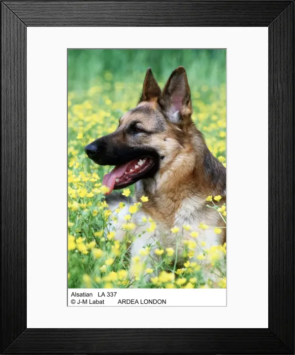 Framed Print : Picture No. 10853557 Framed Print : Picture No. 10853557