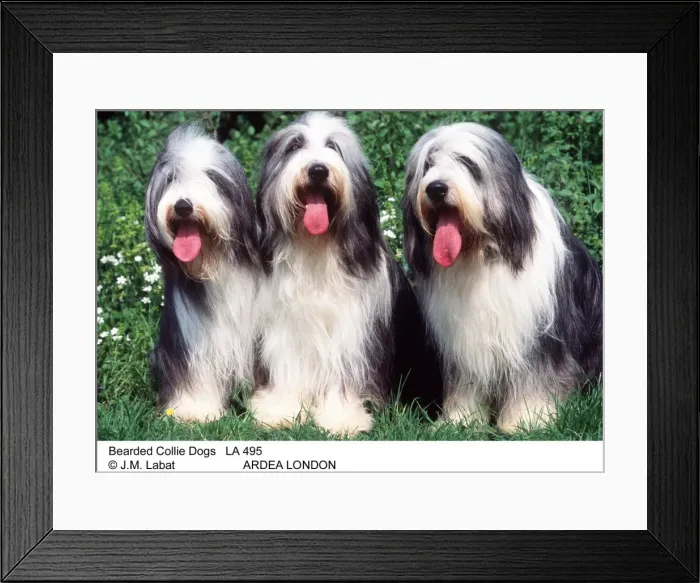 Framed Print : Picture No. 10853563 Framed Print : Picture No. 10853563