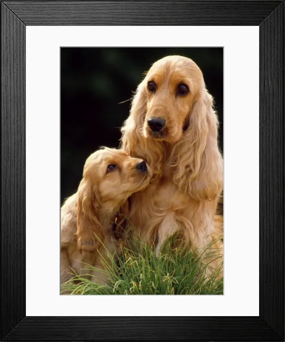 Framed Print : Picture No. 10853558 Framed Print : Picture No. 10853558