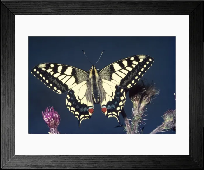 Framed Print : Picture No. 10853565 Framed Print : Picture No. 10853565