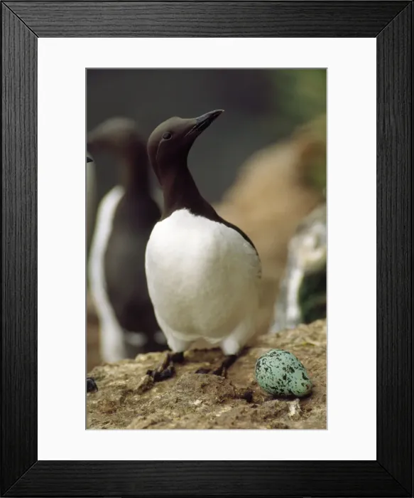 Framed Print : Picture No. 10853959 Framed Print : Picture No. 10853959