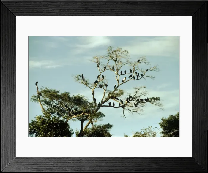 Framed Print : Picture No. 10854014 Framed Print : Picture No. 10854014