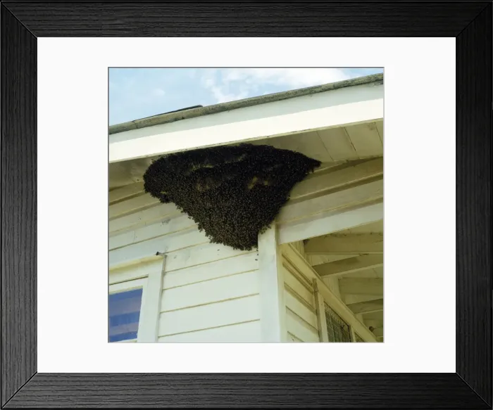 Framed Print : Picture No. 10854026 Framed Print : Picture No. 10854026