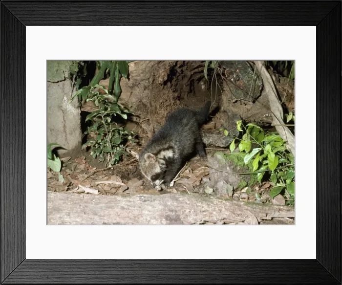 Framed Print : Picture No. 10854030 Framed Print : Picture No. 10854030