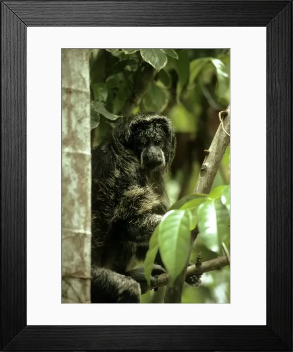 Framed Print : Picture No. 10854093 Framed Print : Picture No. 10854093