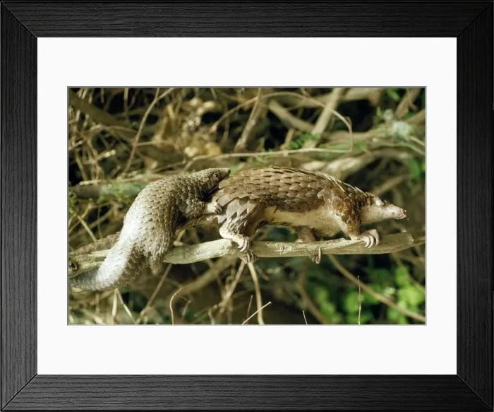 Framed Print : Picture No. 10854031 Framed Print : Picture No. 10854031