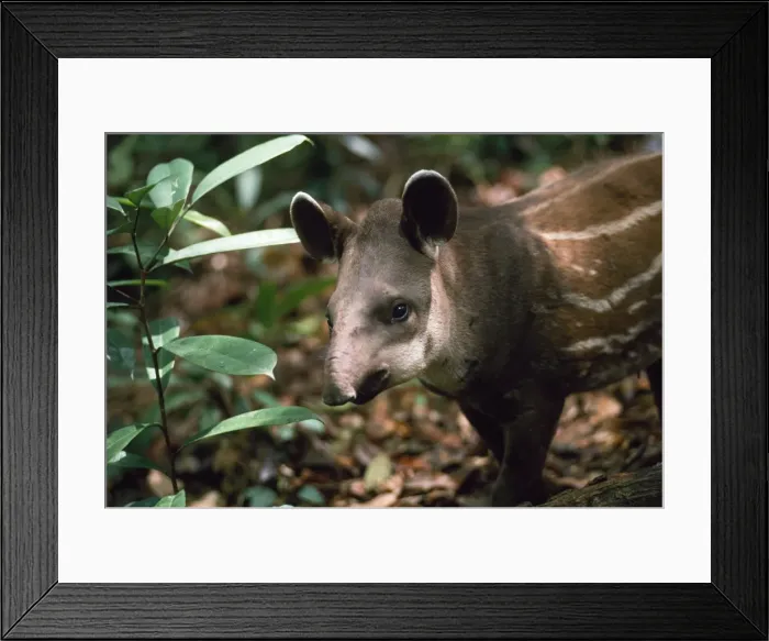 Framed Print : Picture No. 10854079 Framed Print : Picture No. 10854079