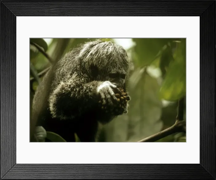 Framed Print : Picture No. 10854118 Framed Print : Picture No. 10854118
