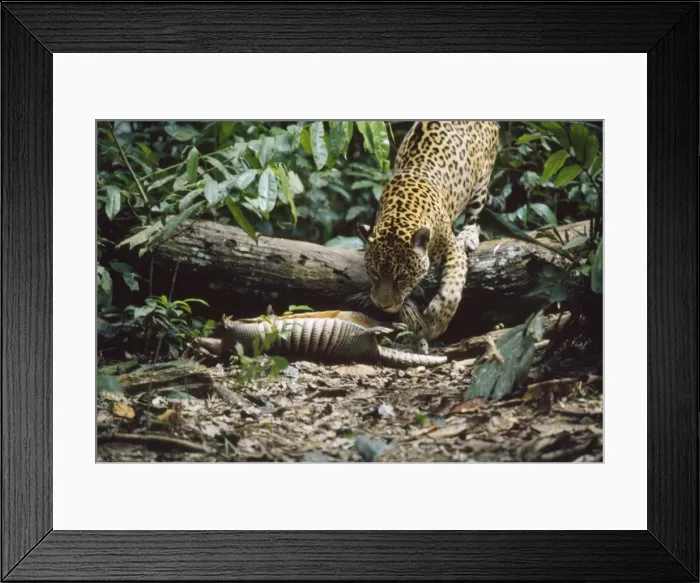 Framed Print : Picture No. 10854130 Framed Print : Picture No. 10854130